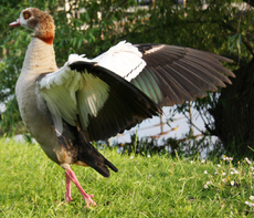 21-Nilgans-Gefieder-053.jpg